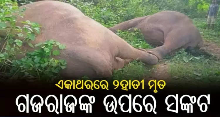 Dead bodies of 2 elephants will be dumped in satkoshia