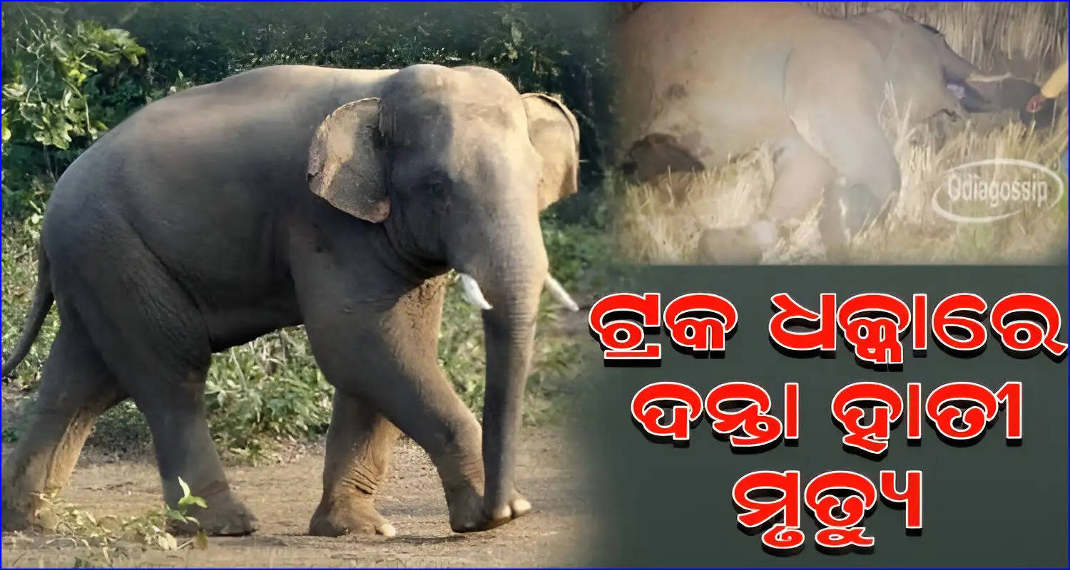 Another Elephant Dies Of Iron-Laden Truck Accident In Odishas Keonjhar