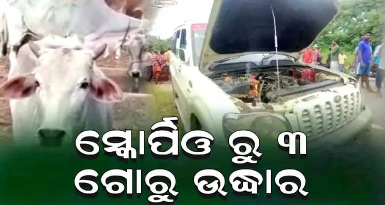 Three Cows Rescued From scorpio angry people burnt the Cars in front of the police