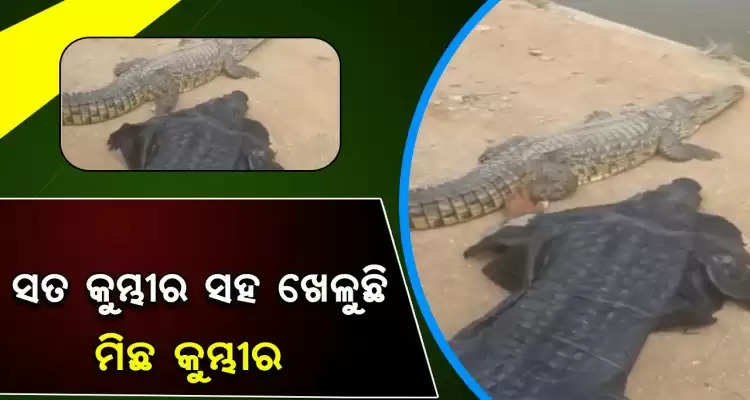 man risk his life in making stunt with crocodile