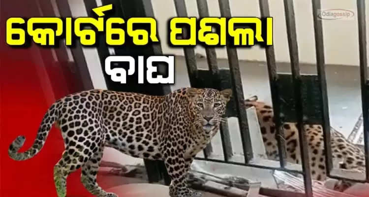 Leopard enters inside court creating panic among staff