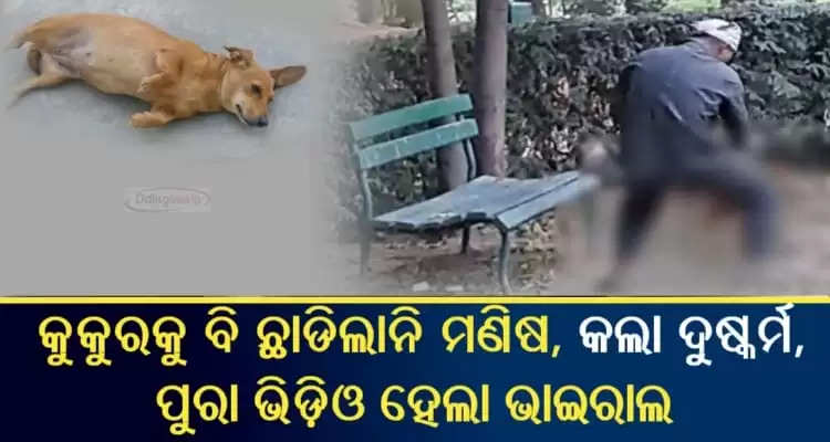 youth raped street dog whose video went viral