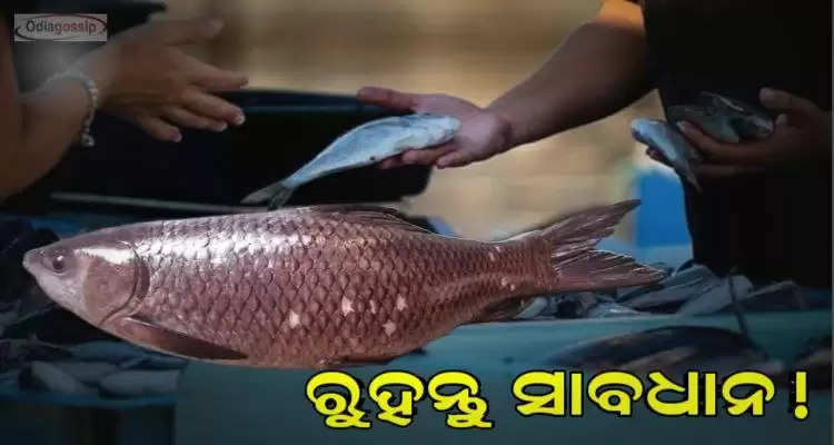 stay alert duplicate fish sell is rampant in Bhubaneswar market 