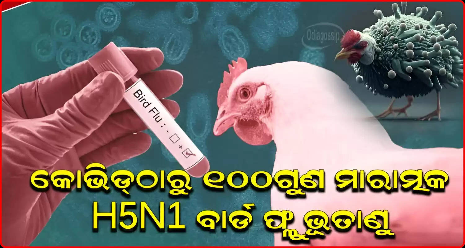 Can bird flu cause the next pandemic here is what experts say