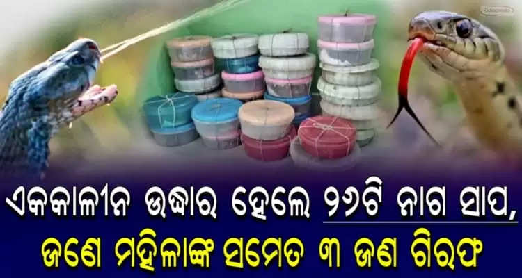 26 cobras rescued 3 including woman arrested in Odisha Balasore