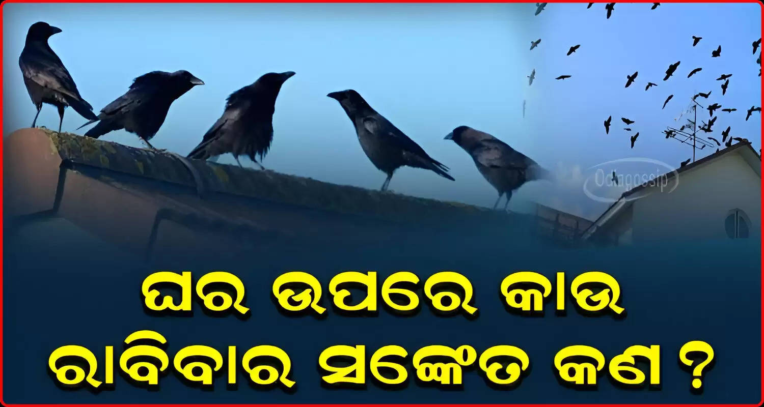 Crow at your house mean know these surprising signs 