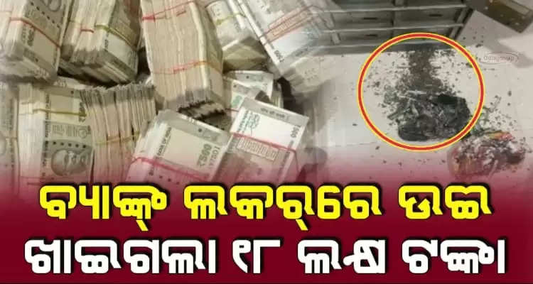 Termites Damage UP Womans ₹18 Lakh Cash Kept In Bank Of Baroda Locker For Daughters Wedding