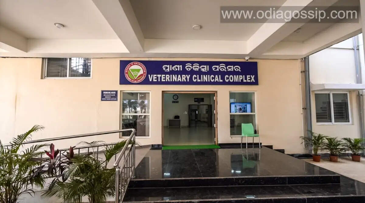 SOA Animal Hospital saves life of critically injured calf after road accident