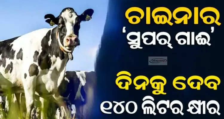 super hybrid cow to give 140 litres of milk in one day