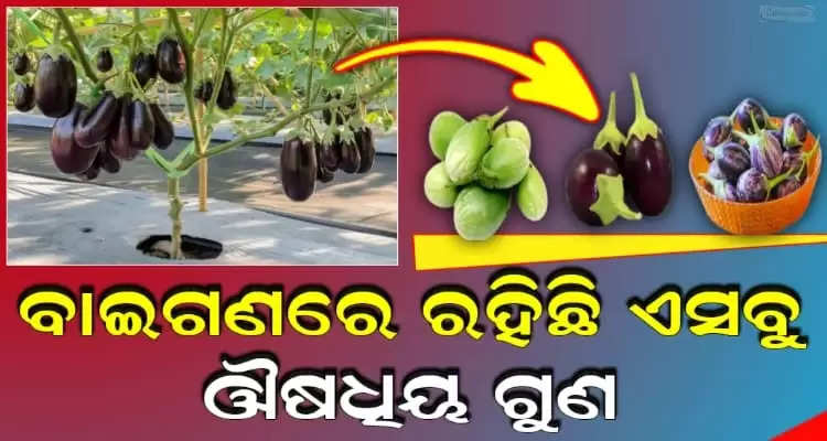 What are the health benefits of brinjal
