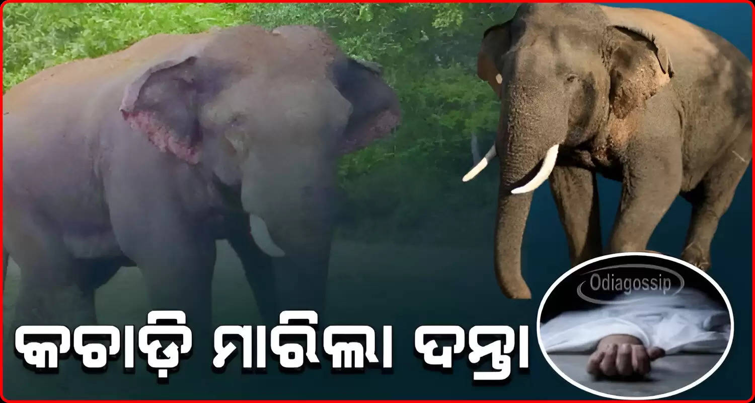 Woman Trampled To Death By Elephant In Dhenkanal