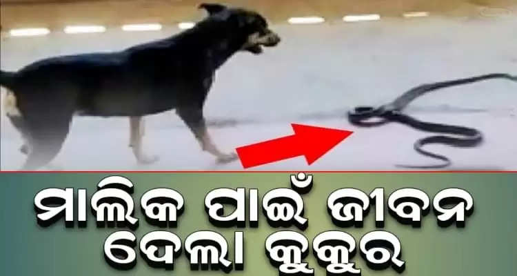 Pet dog Blacky dies fighting with cobra to save owners life in Sambalpur