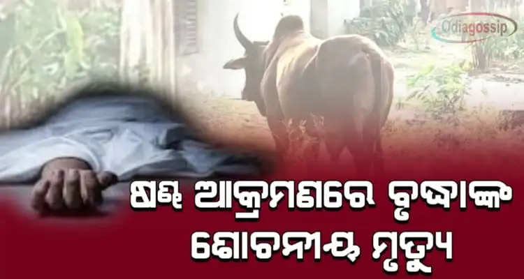Old man killed in bull attack and teacher seriously injured
