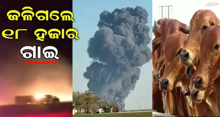 18 thousands cow charred to death in an explosion