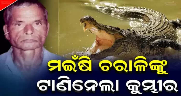Crocodile drags man into Brahmani river in Odisha