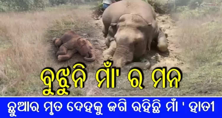 Mother elephant wait for calf who is dead now
