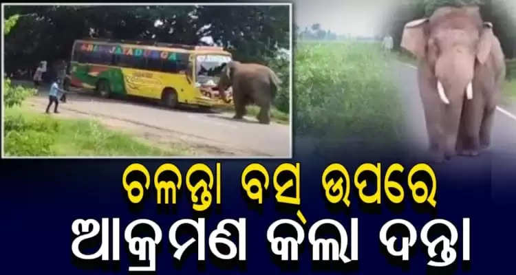 Elephant attacks bus in Odishas Rayagada