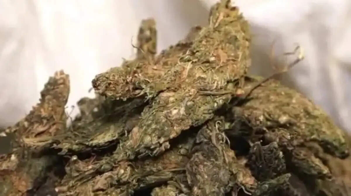 Marijuana smuggling drugs worth Rs 12 crore seized