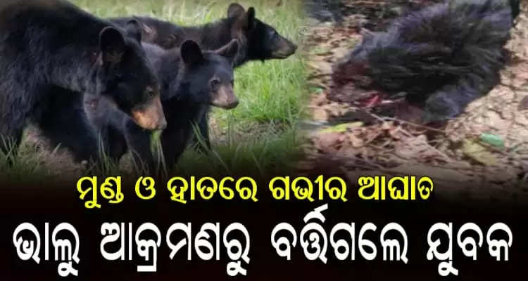 young man saved his life after fighting 3 bears alone