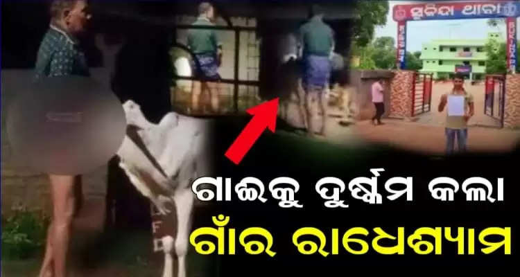Man rapes cow for mental peace in odisha