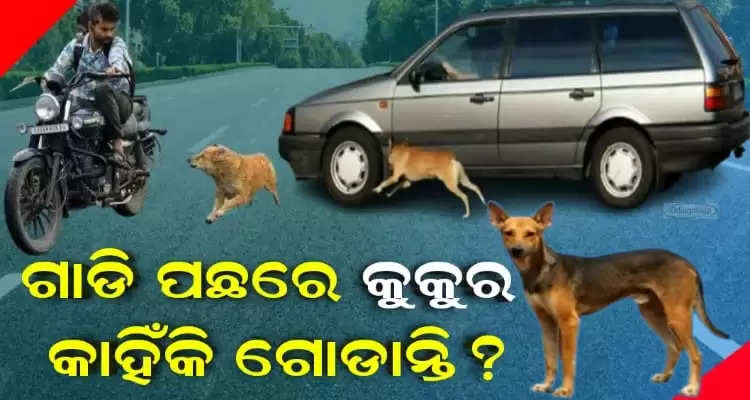 why dog used to bark and chase ones vehicle on road