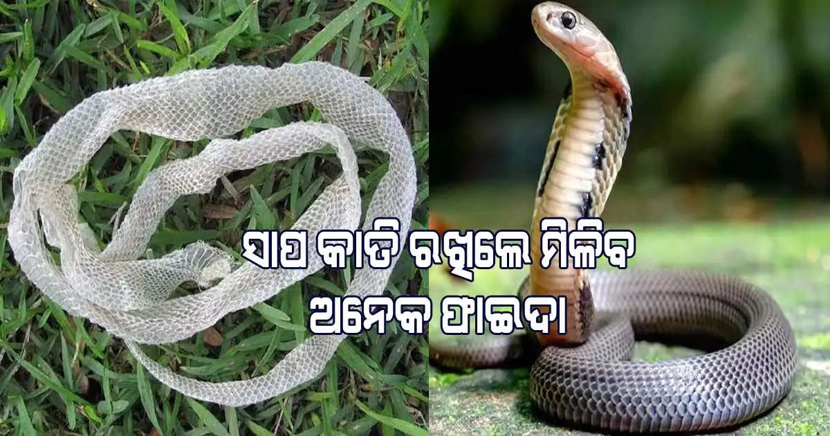 keep snake skin in home you will many benefits