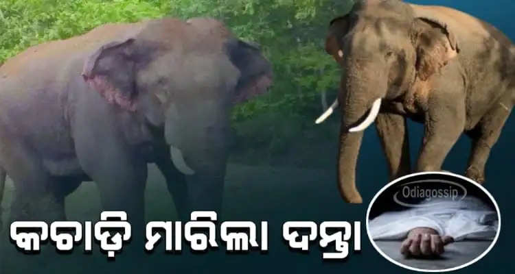 Farmer dies in elephant attack in odisha sundargarh